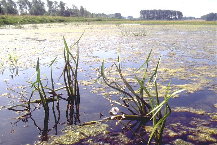Sagittaria sagittifolia, Lokation: Xantener Altrhein an Transekt 6 Kategorien: Vegetation, Datum: 06.08.1992
