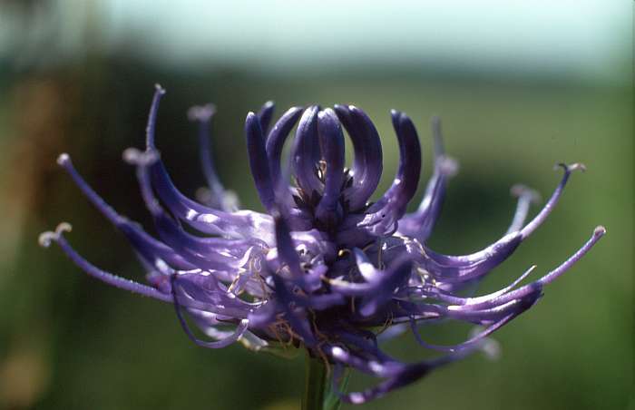 Phyteuma orbiculare, Lokation: Höneberg Kategorien: Einzelpflanzen, Datum: 27.06.1995