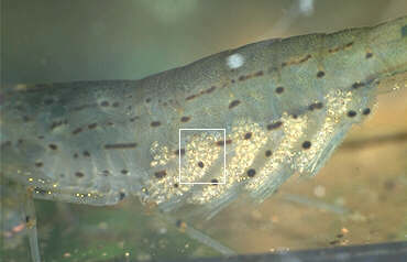 Amano-Garnele mit geöffneten Bauchtaschen, Lokation: Zuchtbecken Kategorien: Tiere, Aquarien, Datum: 13.06.2000