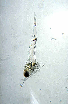 Frisch geschlüpfte Garnelenlarve, Lokation: Zuchtbecken Kategorien: Tiere, Aquarien, Datum: 13.06.2000