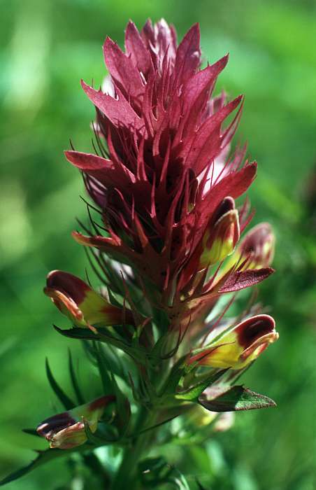 Melampyrum arvense, Lokation: Büschelsberg Kategorien: Einzelpflanzen, Datum: 30.06.1995