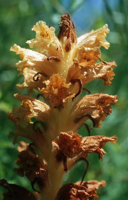 Orobanche elatior, Lokation: Büschelsberg Kategorien: Einzelpflanzen, Datum: 30.06.1995