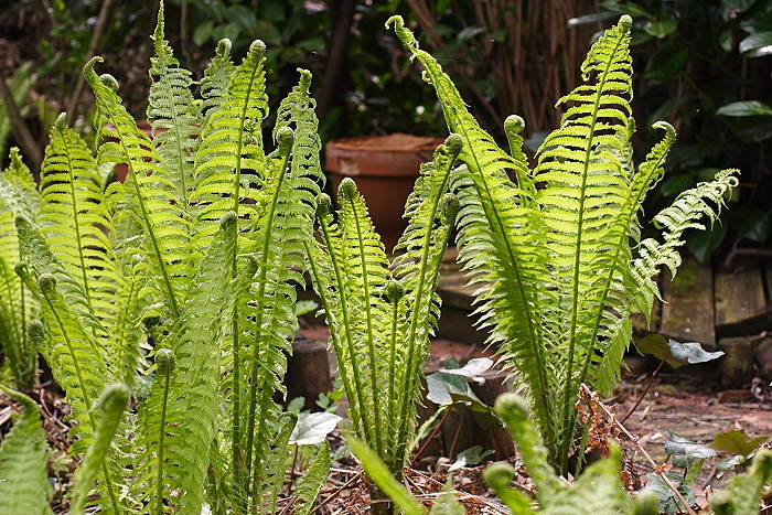 Lokation: Zuhause Kategorien: Habitus, Naturgarten, Datum: 17.04.2005