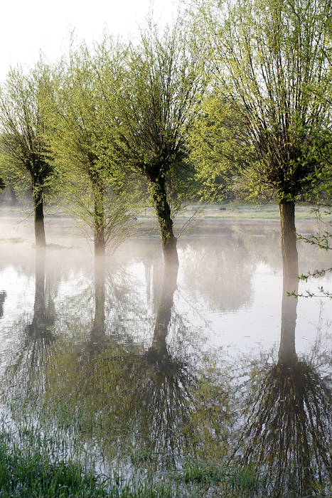Lokation: Brücker Bruch Kategorien: Baum, Nebel, Datum: 21.04.2005