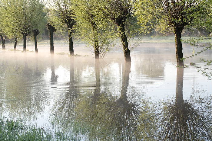Lokation: Brücker Bruch Kategorien: Baum, Nebel, Datum: 21.04.2005