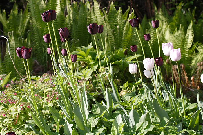 Lokation: Zuhause Kategorien: Garten, Datum: 23.04.2005