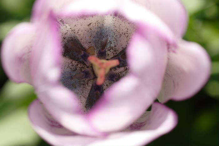 Lokation: Zuhause Kategorien: Blüte, Garten, Datum: 23.04.2005