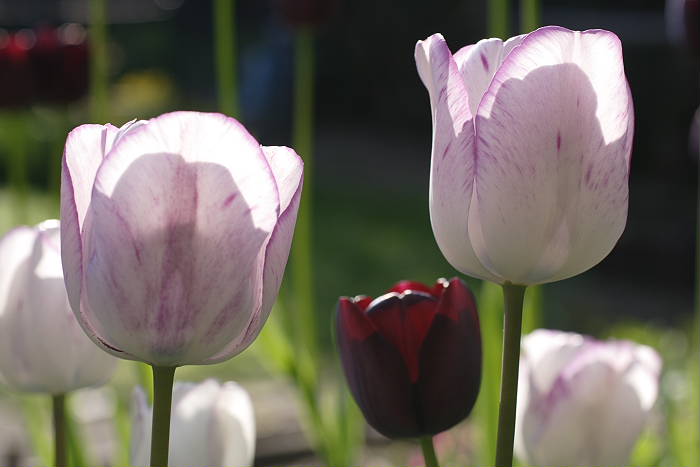 Lokation: Zuhause Kategorien: Blüte, Garten, Datum: 23.04.2005