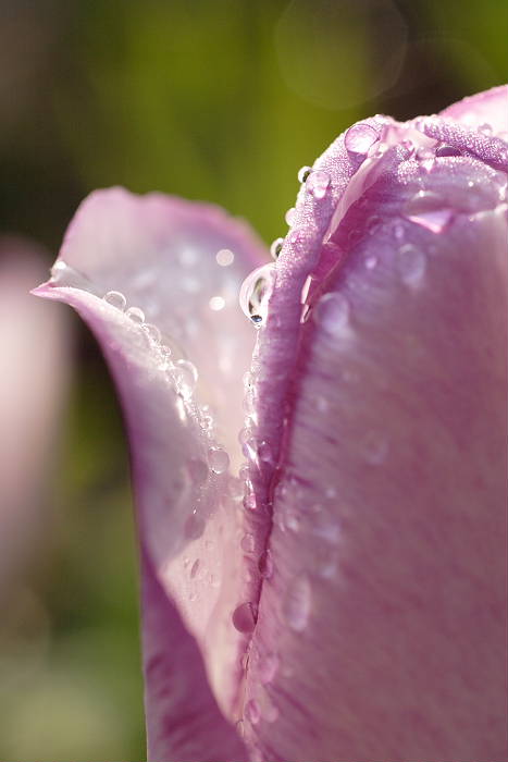 Lokation: Zuhause Kategorien: Blüte, Garten, Datum: 24.04.2005