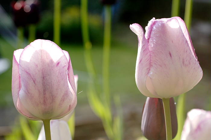 Lokation: Zuhause Kategorien: Blüte, Garten, Datum: 24.04.2005