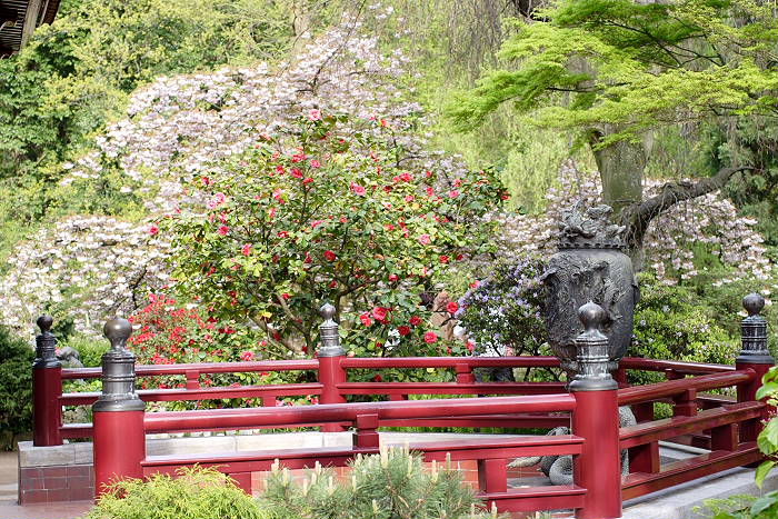 Lokation: Jap. Garten Leverkusen Kategorien: Garten, Datum: 24.04.2005
