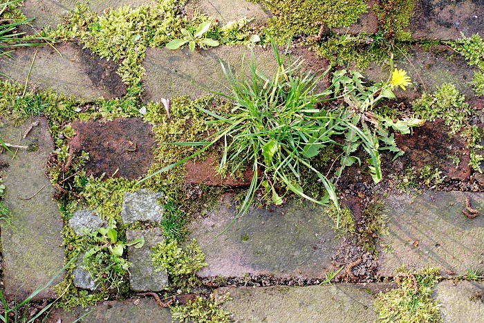 Lokation: Zuhause Kategorien: Haus, Naturgarten, Datum: 01.05.2005