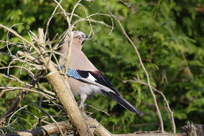 Lokation: Zuhause Kategorien: Vögel, Datum: 01.05.2005