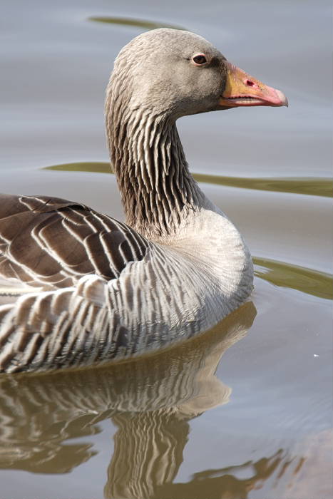 Lokation: Bergisch Gladbach, Saaler Mühle Kategorien: Vögel, Datum: 05.05.2005