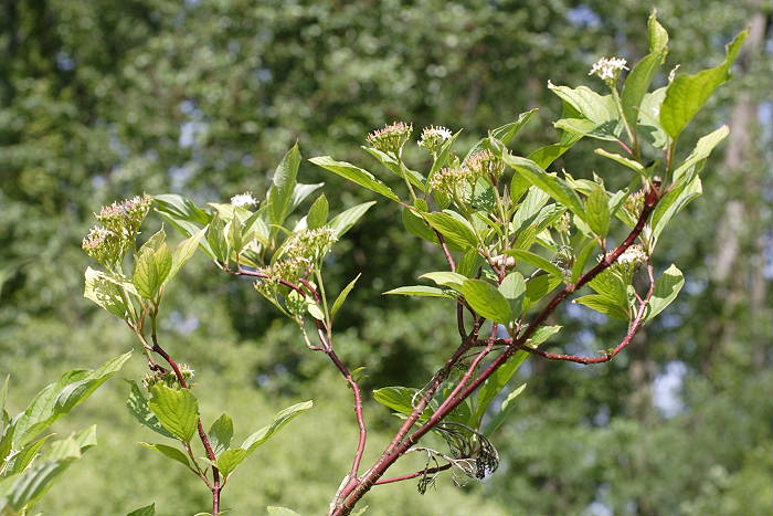 Cornus sanguinea, Lokation: NSG Kradepohlsmühlenweg Kategorien: Habitus, Datum: 26.05.2005