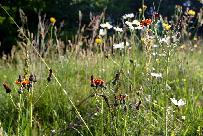 Lokation: Rösrath, Lüghausen Kategorien: Vegetation, Datum: 18.06.2005