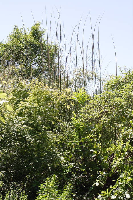 Lokation: Zuhause Kategorien: Garten, Haus, Datum: 19.06.2005