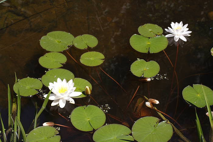 Lokation: Zuhause Kategorien: Teich, Datum: 19.06.2005