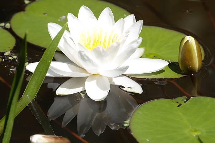Lokation: Zuhause Kategorien: Blüte, Teich, Datum: 19.06.2005