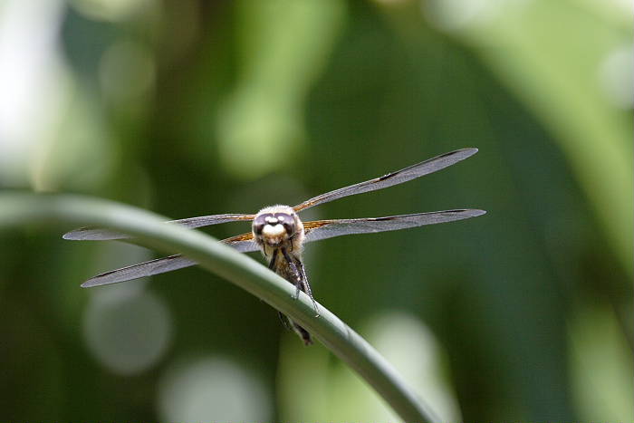 Lokation: Zuhause Kategorien: Libellen, Datum: 19.06.2005