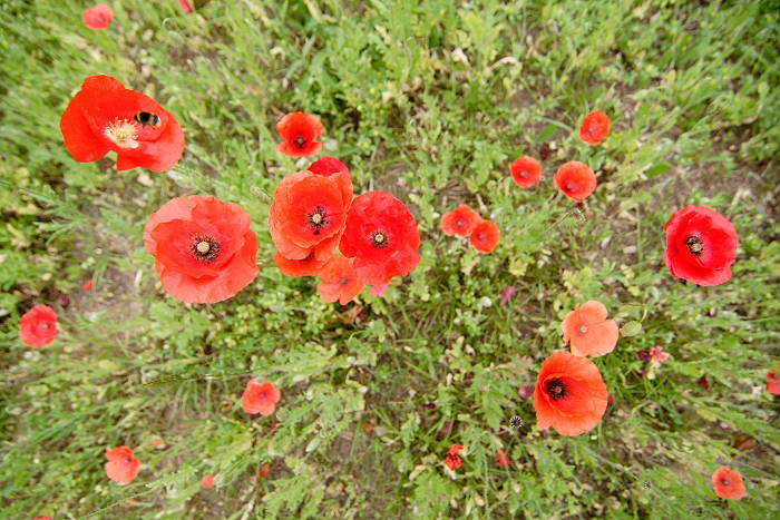 Lokation: Zuhause Kategorien: Vegetation, Naturgarten, Datum: 25.06.2005