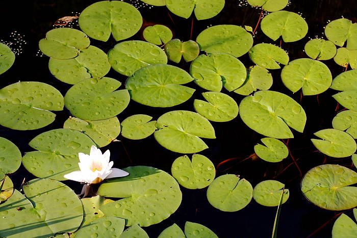 Lokation: Zuhause Kategorien: Vegetation, Teich, Datum: 01.07.2005