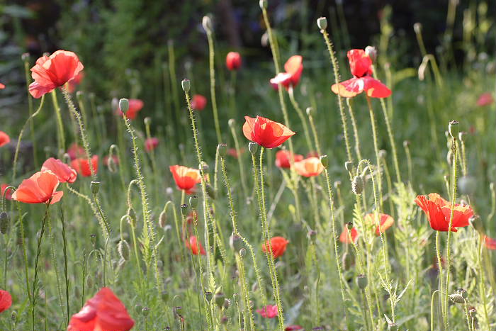 Kategorien: Vegetation, Naturgarten, Datum: 01.07.2005