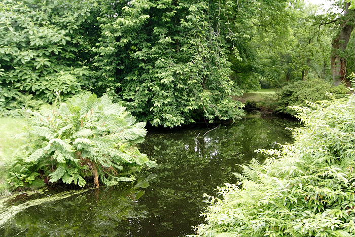 Lokation: Ostfriesland, Lütesburg Kategorien: Garten, Datum: 13.07.2005