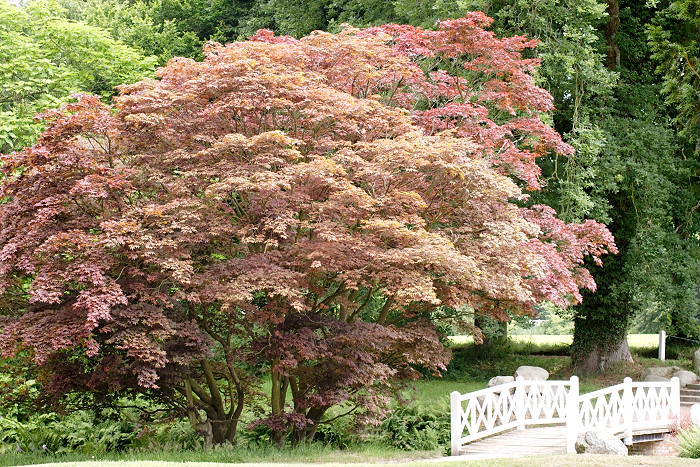 Lokation: Ostfriesland, Lütesburg Kategorien: Garten, Datum: 13.07.2005