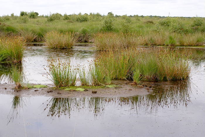 Lokation: Ostfriesland, Ewiges Meer Kategorien: Sumpf, Datum: 16.07.2005