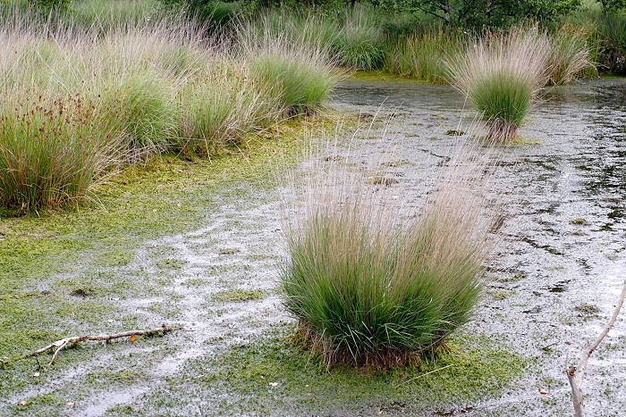 Lokation: Ostfriesland, Ewiges Meer Kategorien: Sumpf, Datum: 16.07.2005