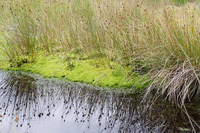 Lokation: Ostfriesland, Ewiges Meer Kategorien: Sumpf, Datum: 16.07.2005