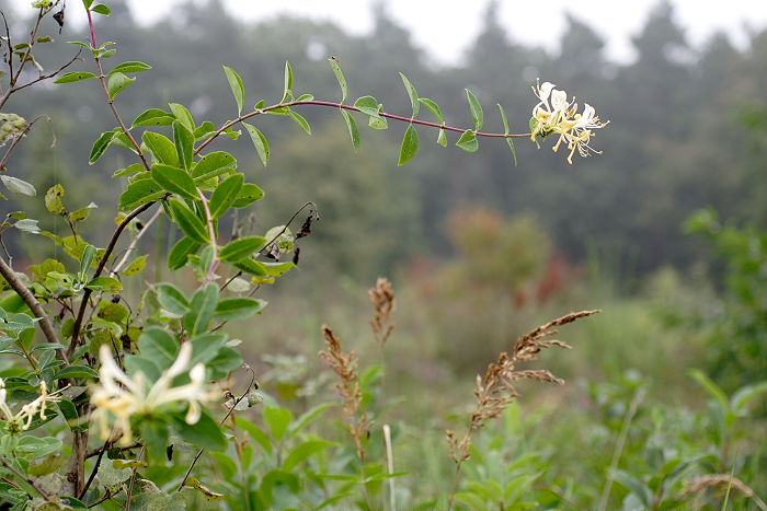 Lokation: Wahner Heide, Geisterbusch Kategorien: Blüte, Datum: 11.09.2005