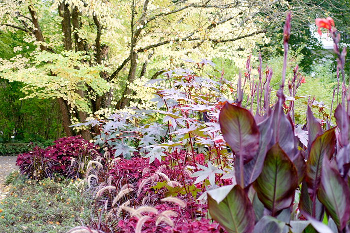 Lokation: Freising, Botanischer Garten Kategorien: Garten, Datum: 08.10.2005