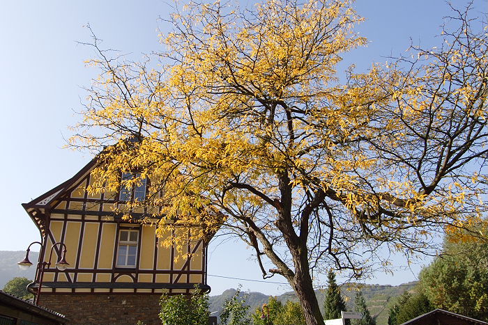 Lokation: Ahrtal Kategorien: Herbst, Datum: 11.10.2005