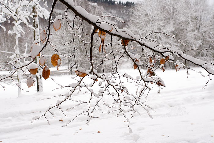 Lokation: Engelskirchen Kategorien: Winter, Datum: 26.11.2005