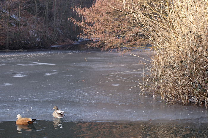 Lokation: Bergisch Gladbach, Saaler Mühle Kategorien: See, Datum: 28.01.2006