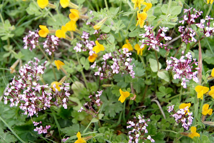 Lokation: Sizilien, Madonie Kategorien: Habitus, Datum: 11.04.2006