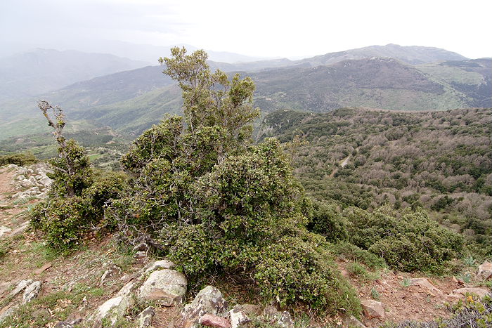 Lokation: Sizilien, Madonie Kategorien: Vegetation, Datum: 11.04.2006