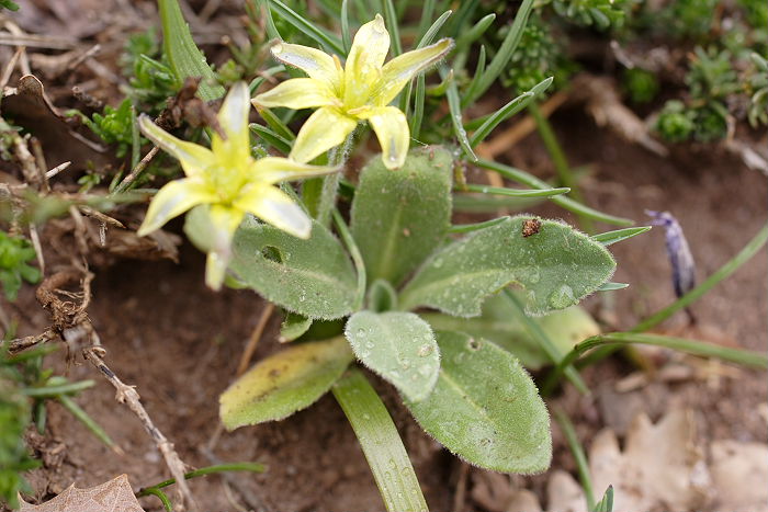 Lokation: Sizilien, Madonie Kategorien: Habitus, Datum: 11.04.2006