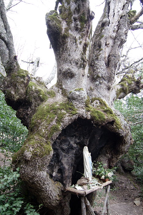 Lokation: Sizilien, Madonie Kategorien: Baum, Datum: 11.04.2006