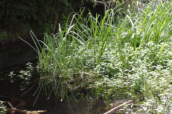 Lokation: Sizilien, Fiumefreddo Kategorien: Vegetation, Datum: 17.04.2006