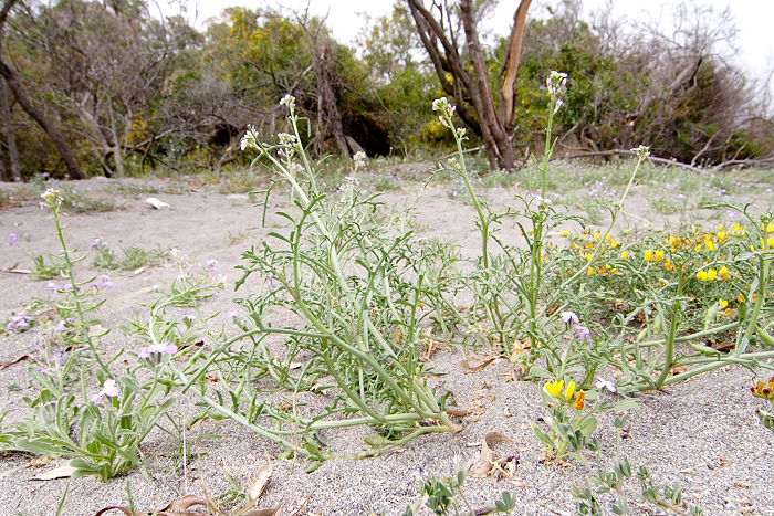 Lokation: Sizilien, Fiumefreddo Kategorien: Datum: 17.04.2006