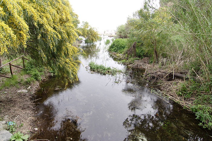 Lokation: Sizilien, Fiumefreddo Kategorien: Vegetation, Datum: 17.04.2006