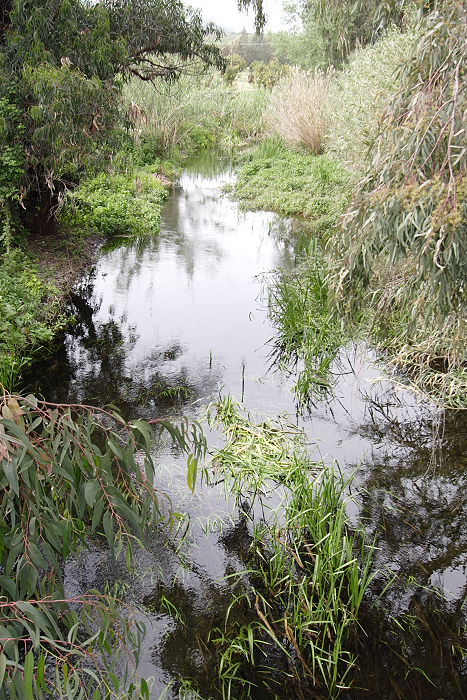 Lokation: Sizilien, Fiumefreddo Kategorien: Vegetation, Datum: 17.04.2006
