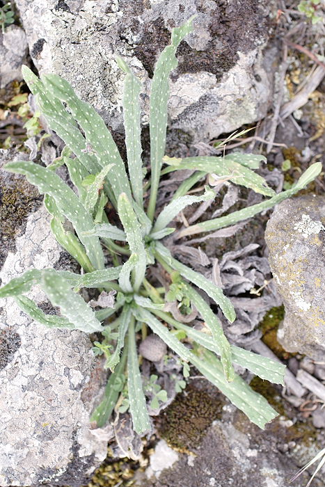 Lokation: Sizilien, Fiumefreddo Kategorien: Habitus, Datum: 17.04.2006