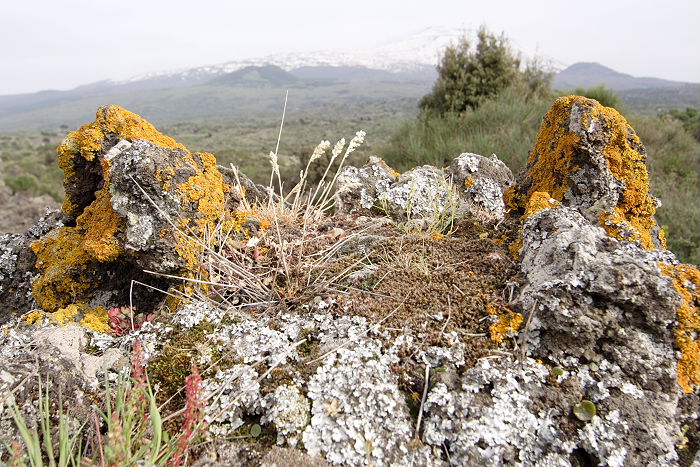 Lokation: Sizilien, Fiumefreddo Kategorien: Vegetation, Datum: 17.04.2006