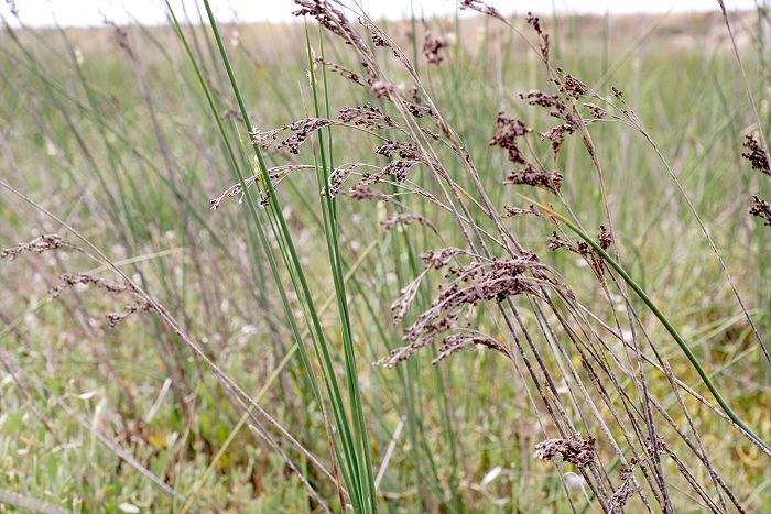 Lokation: Sizilien, Oasi del Simeto Kategorien: Habitus, Datum: 19.04.2006