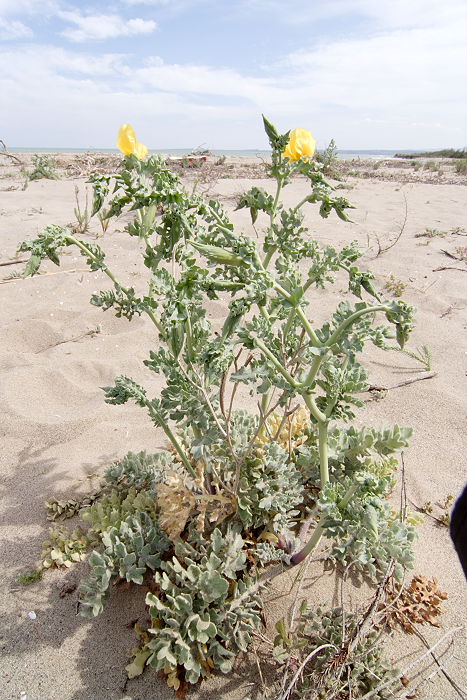 Lokation: Sizilien, Oasi del Simeto Kategorien: Strand, Datum: 19.04.2006