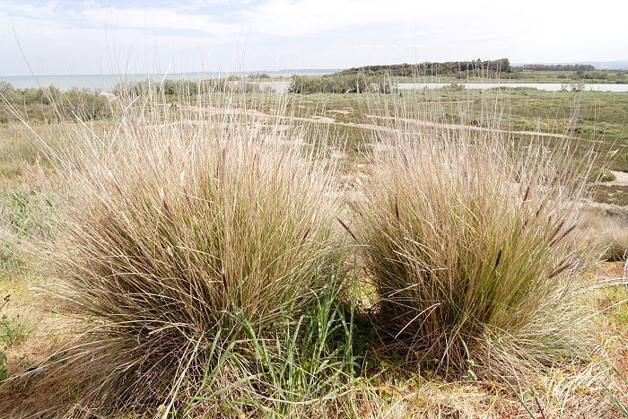 Lokation: Sizilien, Oasi del Simeto Kategorien: Habitus, Datum: 19.04.2006